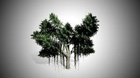 Chinese Banyan Tree