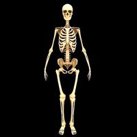 Full Body Skeleton System Anatomy