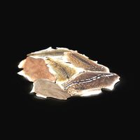 Orc Hunter Primal Deer Stag Skin Leather Carpet Lair Bed Rug Fur