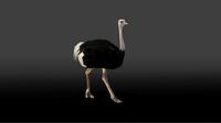 Ostrich Animated