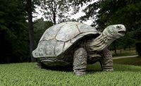 Galapagos Tortoise