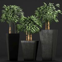 Plants Collection 10