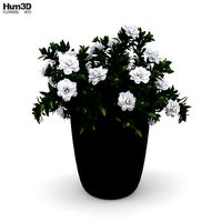 Gardenia