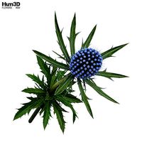 Eryngium