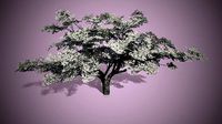 Cherry Blossoms Tree