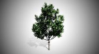 Bradford Pear Tree