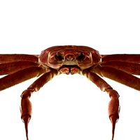 Snow crab