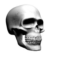 Skull