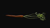 Carrot with Leaves