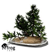 XfrogPlants Japanese White Larch - Bonsai
