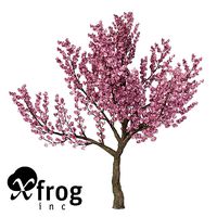 XfrogPlants Kanzan Cherry 1