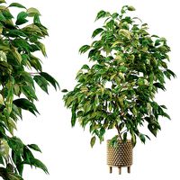 Ficus benjamina in wooden pot