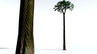 EVERYPlant Spiny Scale Tree 10 --15 Models--