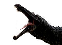 Suchomimus tenerensis
