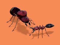 Odontomachus ant and Atta ant