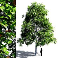 Platanus acerifolia