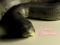Green Anaconda