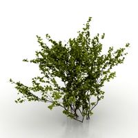 Hawthorn 3D Model
