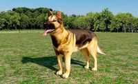 German Shepherd
