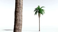 EVERYPlant Coconut Palm 12 --18 Models--