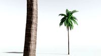 EVERYPlant Coconut Palm 10 --18 Models--