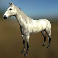 Rigged Horse With Saddle and Various Animation