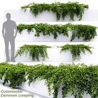 Cotoneaster Dammeri