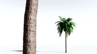 EVERYPlant Coconut Palm 09 --18 Models--