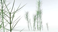 EVERYPlant Common Horsetail 06 --15 Models--