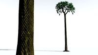 EVERYPlant Spiny Scale Tree 04 --15 Models--