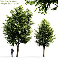Tilia platyphyllos 03 H7-10m