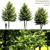 Tilia platyphyllos 02 H6-8m