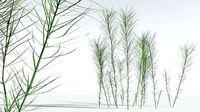 EVERYPlant Common Horsetail 05 --15 Models--