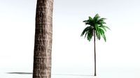EVERYPlant Coconut Palm 08 --18 Models--