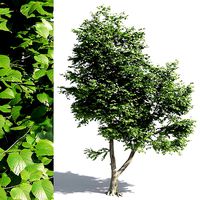 Tilia europaea 2