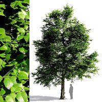 Tilia europaea