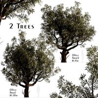 Set of Olive or Olea Europaea Trees - 2 Trees