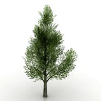 Tree 3D Model