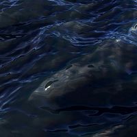 Poly Ocean 20
