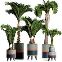 Plants Collection 196 Palms