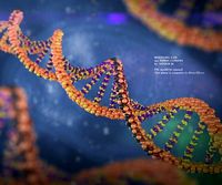 DNA circular