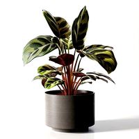 Calathea Medallion in Pot