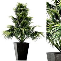 Plants Collection 192 Sabal Minor