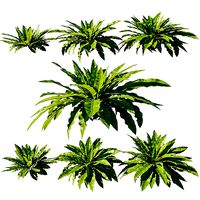 Asplenium Nidus Bird Nest Fern
