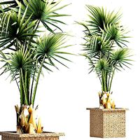 Plants Collection 168 Arabian Sabal Minor