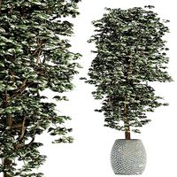 Plants Collection 152 Ligustrum