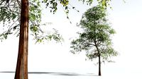 EVERYPlant Muira Puama 03 --15 Models--