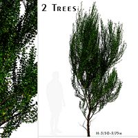 Set of Boxleaf Azara or Azara microphylla Trees - 2 Trees