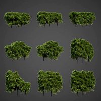 2021 PBR Western Red Cedar Collection - Thuja Plicata