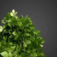 2021 PBR European Hornbeam Collection - Carpinus Betulus